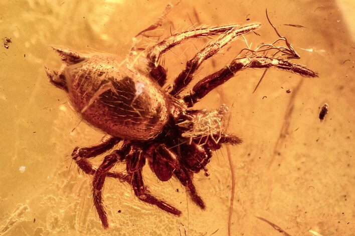 Fossil Spider (Araneae) and Mite (Acari) in Baltic Amber #278847